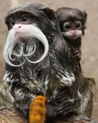 Image result for show me pictures of baby monkeys with mustaches