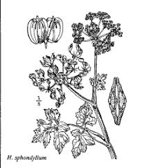 Sp. Heracleum sphondylium - florae.it
