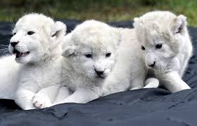  The white lions pictures and wallpapers 