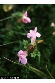 Plants Profile for Pedicularis sylvatica (lousewort)