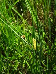 Carex vesicaria - Michigan Flora