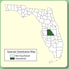 Oenothera grandis - Species Page - ISB: Atlas of Florida Plants