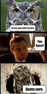 funny-owl-face-Leonardo-Dicaprio-inception.jpg via Relatably.com