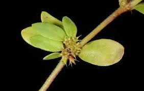 Paronychia echinulata Chater | Plants of the World Online | Kew ...