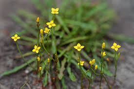 Cicendia filiformis (L.) Delarbre | Plants of the World Online | Kew ...