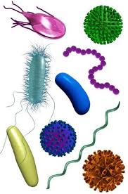 Image result for microbes