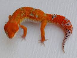 Le Gecko léopard / Les phases Images?q=tbn:ANd9GcRiNeLywkDe7g-FcVZrEp7SpZ_-BIWZFVNHG0JkqNRFITZTzxU3