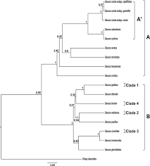 Species tree of the Daucus guttatus complex including species that ...