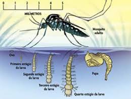 Resultado de imagem para imagens da dengue