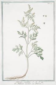 Ambrosia maritima - Wikispecies