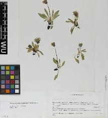 Taraxacum reichenbachii (Huter) Dahlst. - Portale della Flora d'Italia ...