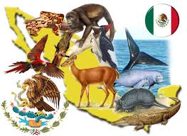 Resultado de imagen para mamiferos mexicanos en peligro de extincion