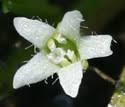 Limosella aquatica (Mudwort): Minnesota Wildflowers