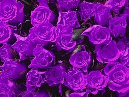 Image result for purple rose images
