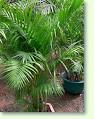 Chrysalidocarpus Lutescens - so pflegen Sie die Palme richtig