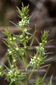 Flora of Israel: Thesium humile