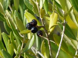Phillyrea angustifolia L., False olive (World flora) - Pl@ntNet identify