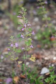 Teucrium botrys - Wikipedia