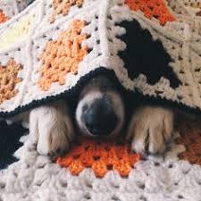Image result for dogs under blankets
