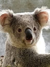 Image result for koala bear