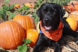Image result for dogs sitting in pumpkin patch