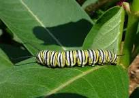Image result for Caterpillar With Two Luminous Glow Tips At Tail End