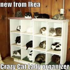 11 Best Pics of the Crazy Cat Lady Meme via Relatably.com