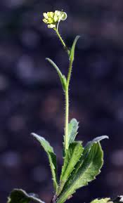 Biscutella didyma L. | Flora of Israel Online