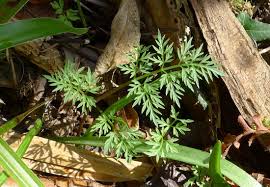 Conopodium majus: Pignuts and How to Forage for them