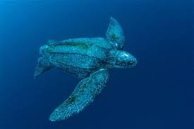Image result for giant sea turtle