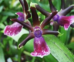 Resultado de imagen para Orquídea Zygopetalum