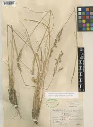 Helictotrichon convolutum (C.Presl) Henrard | Plants of the World ...