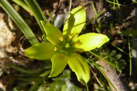 Gagea granatellii (Parl.) Parl. | Plants of the World Online | Kew ...