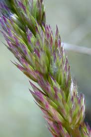 Koeleria macrantha Calflora