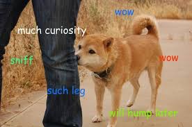 Understand the &quot;Doge&quot; Meme In 7 Short Steps | The Barkpost via Relatably.com