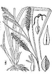 Plants Profile for Carex flacca (heath sedge)