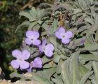 Thlaspi perfoliatum (Perfoliate Penny Cress) : MaltaWildPlants.com ...