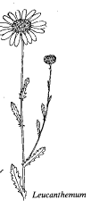 Gen. Leucanthemum - florae.it