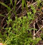 Species information: Polycarpon prostratum - Flora of Zimbabwe