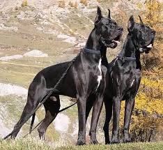 Chó Great Dane - giống chó cao to thế giới