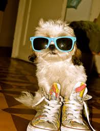 Image result for dogs wearing sunglasses 
