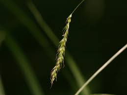 Carex strigosa - Wikispecies