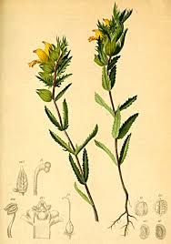 File:Rhinanthus aristatus Atlas Alpenflora.jpg - Wikimedia Commons