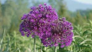 How to Grow Alliums - Ornamental Flowering Onions | Gardener's ...