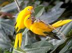 virtual villagers 2 parrots kissing girlfriend gift