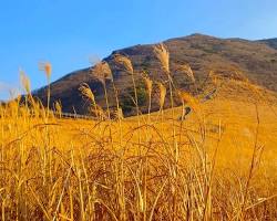 울산 울주군 간월재 억새군락지 풍경, AI로 생성