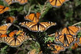 Resultado de imagen para ecologia poblacional mariposa monarca
