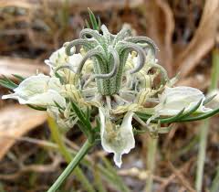 Nigella arvensis subsp. aristata (Sm.) Nyman | Flora of Greece – An ...
