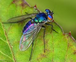 مكافحة الحشرات تماما بشرق الرياض حشرة  صغيرة جداً  Images?q=tbn:ANd9GcRnYEMboKT8LNL1YHN9h2baKBoeeQQM9Y_DhwP1T1hxJeGqIXal