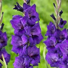 Purple Flora Gladiolus | American Meadows